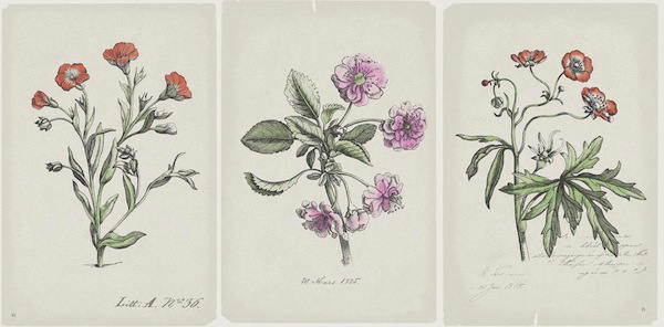 papel-pintado-flores-jardin-fresas-3