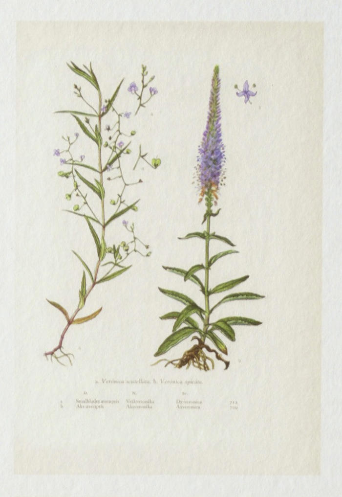 detalle de flores de los papeles pintados botanica