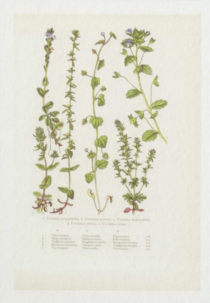 detalle de flores de los papeles pintados botanica